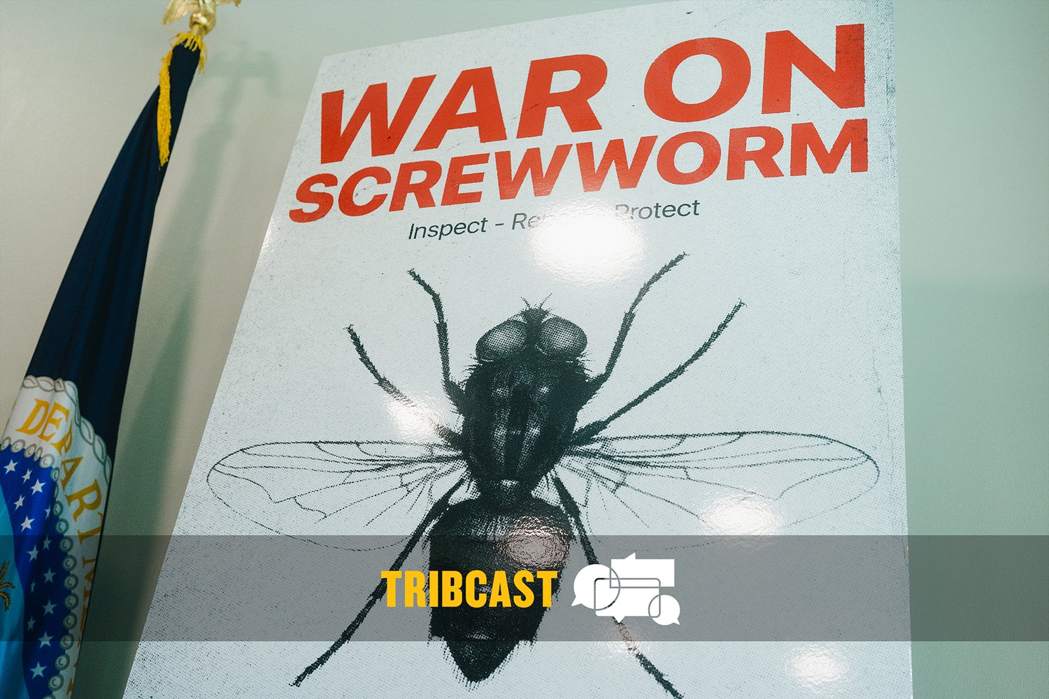 TribCast: How big of a threat is screwworm?