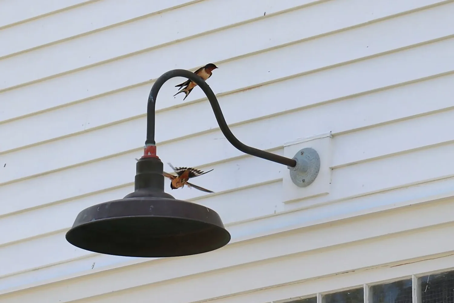 Fight over barn swallows in NH town will head to a special meeting