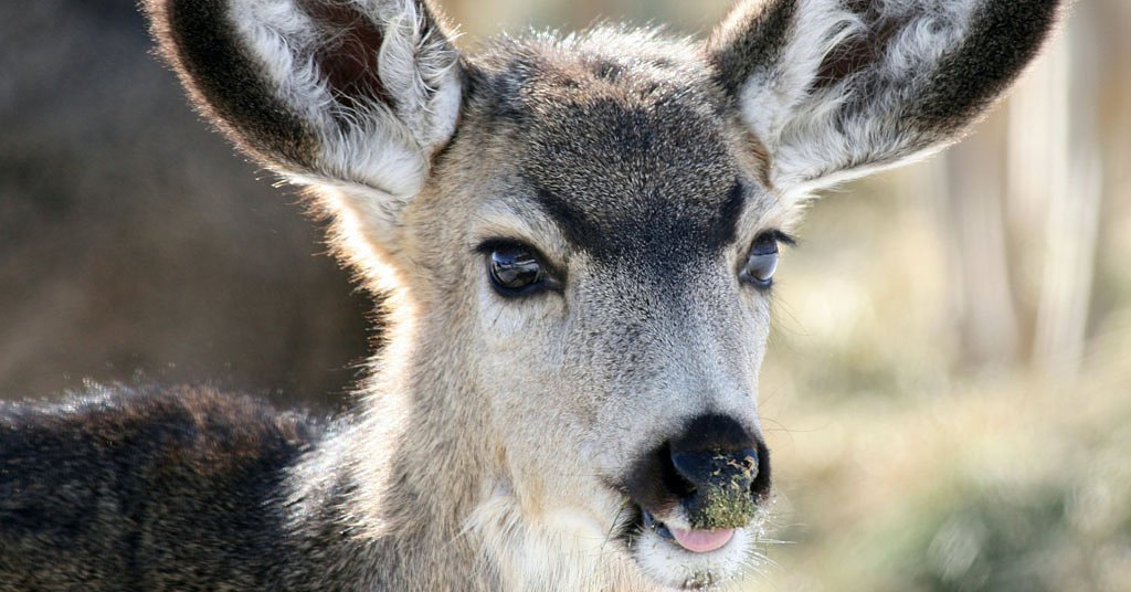 Mule deer and solar farms may be on a collision course