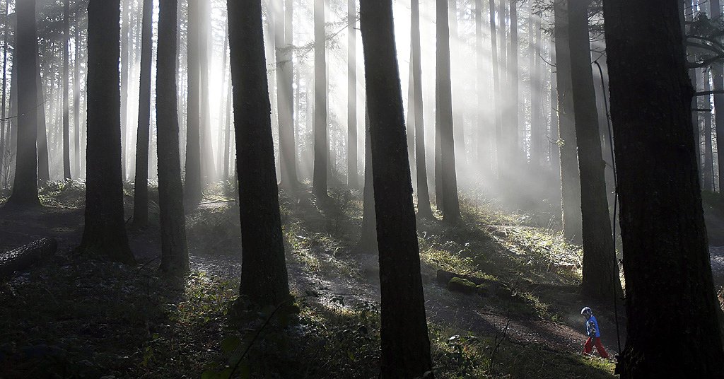 New finding: Lack of humidity, not rainfall, is bigger problem for trees