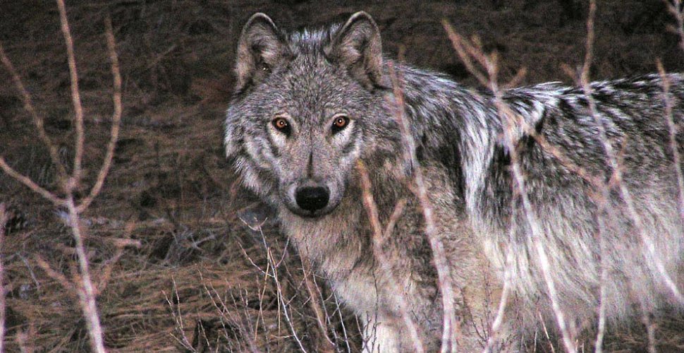 The Return of Wolves: A shockingly reasonable perspective