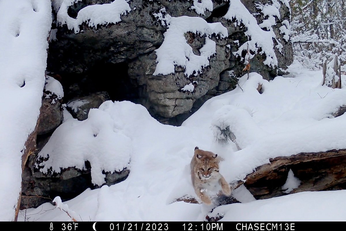 Coyote tries to chase down a bobcat in this tense Maine wildlife video