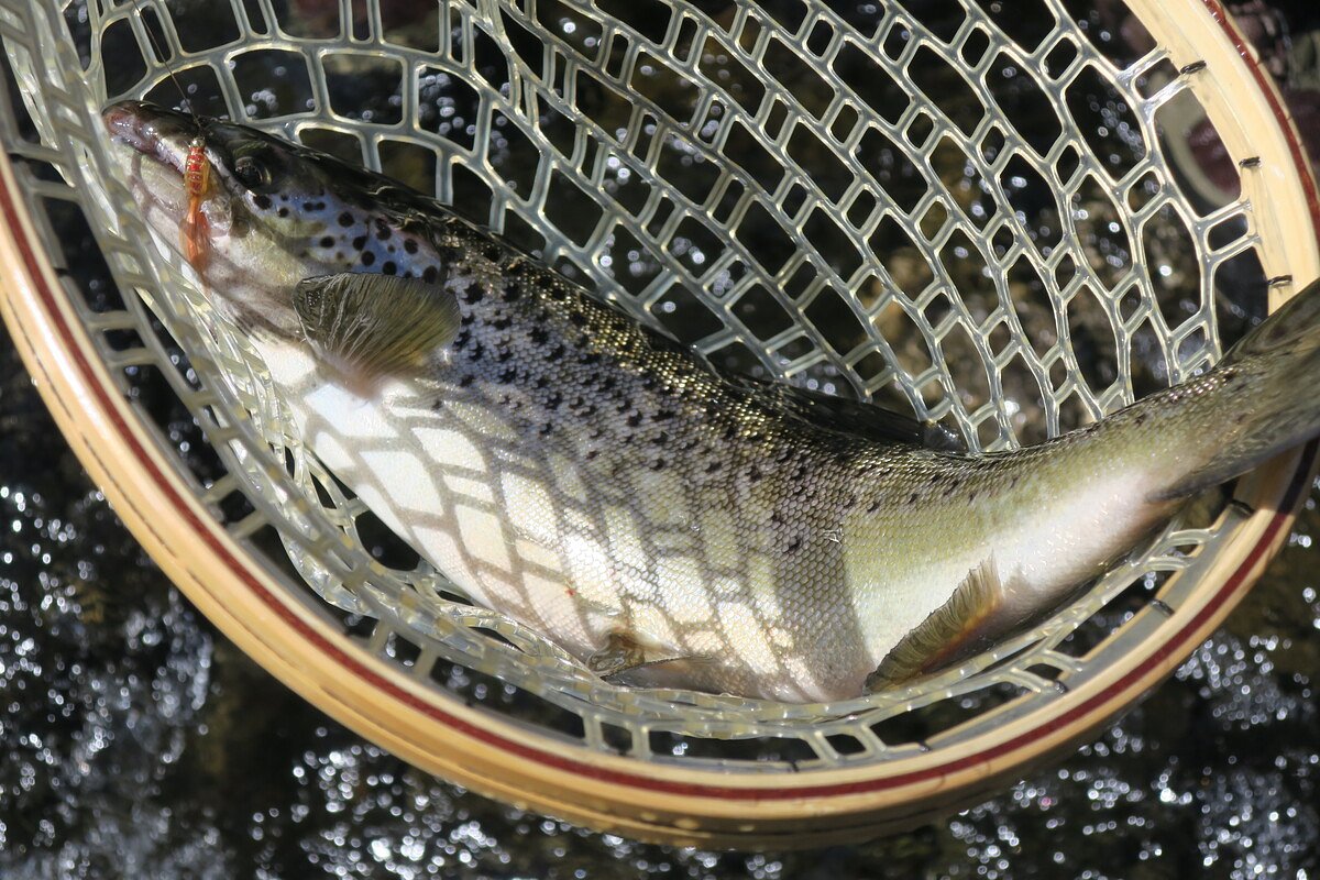 Spring trout fishing is here. Tie these 10 flies now.