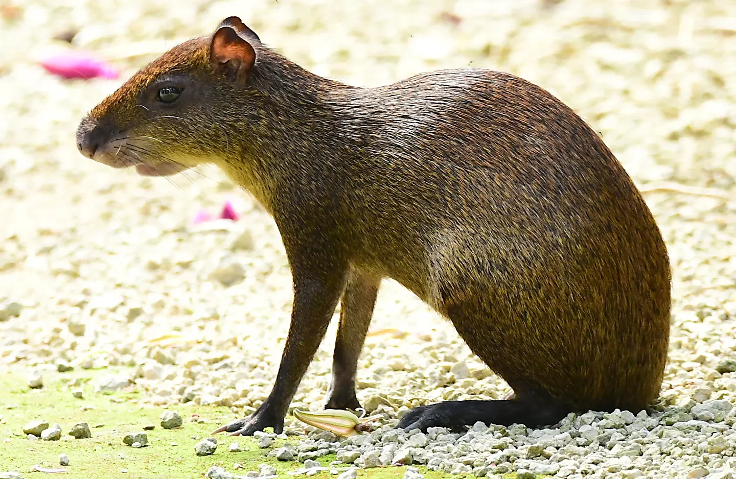 Speaking of Nature: A hairy what?!: A furry first and learning an unfortunate scientific name