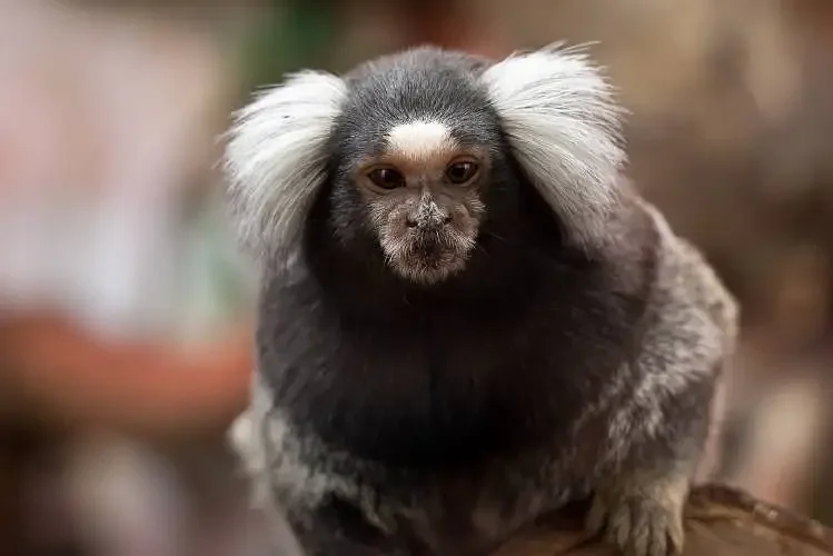UMass Amherst euthanized marmosets before lab closed