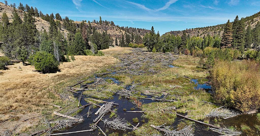 See? Habitat restoration really works