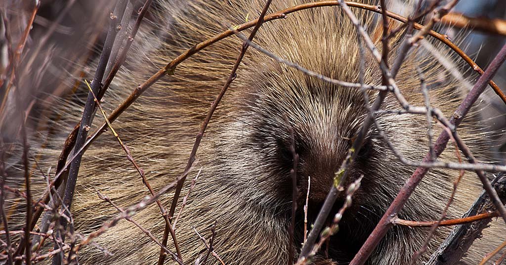 SPECIAL REPORT: Where have all the porcupines gone?