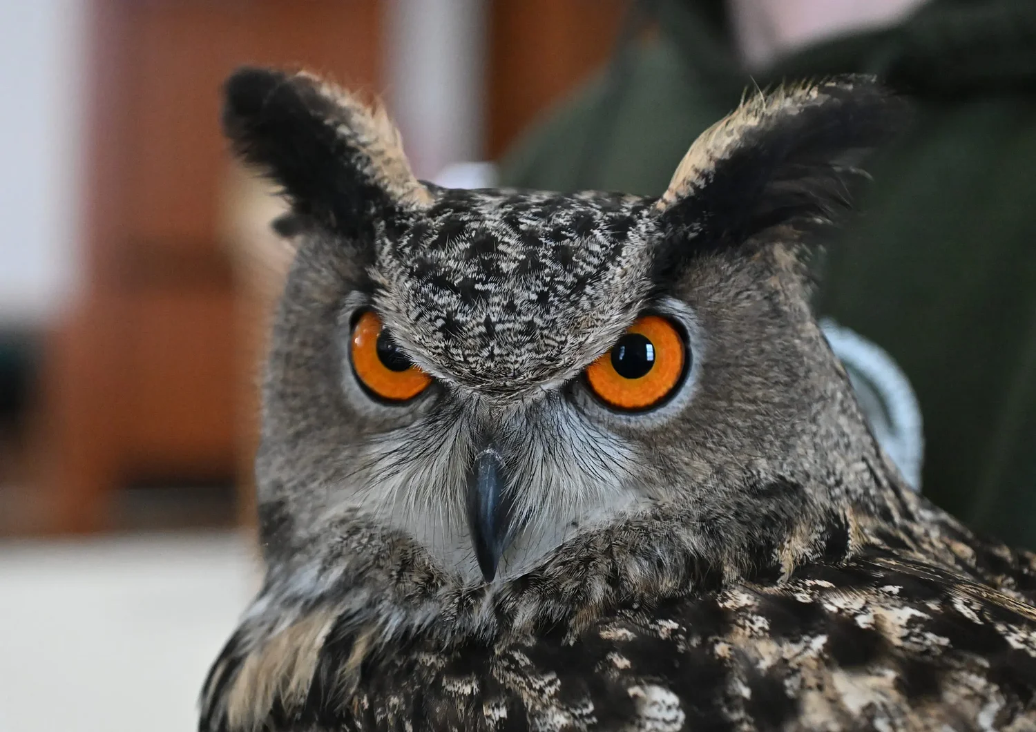 PHOTOS: Animal adventures in Royalston