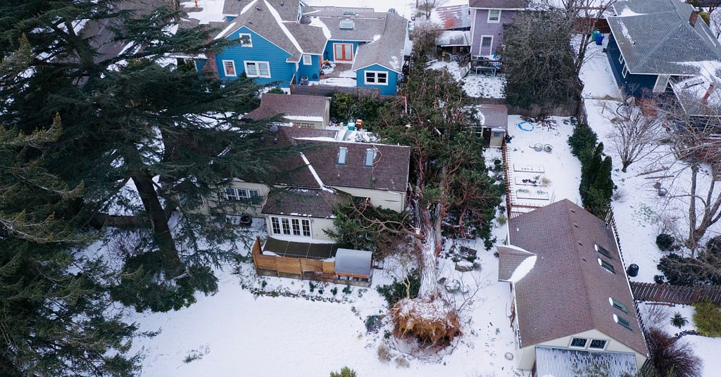 Assessing storm damage to Portland’s tree canopy