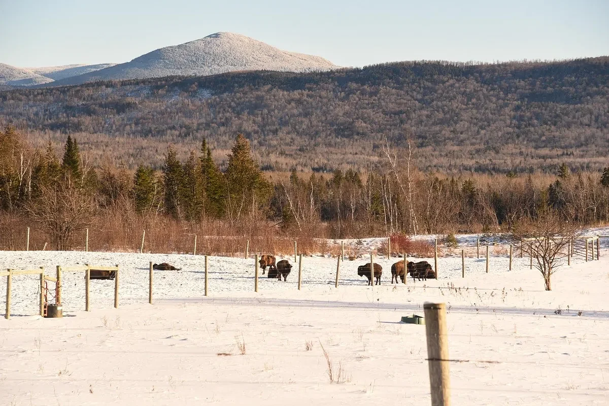 A winter drive to Maine's Bigelow Fields Bison Ranch