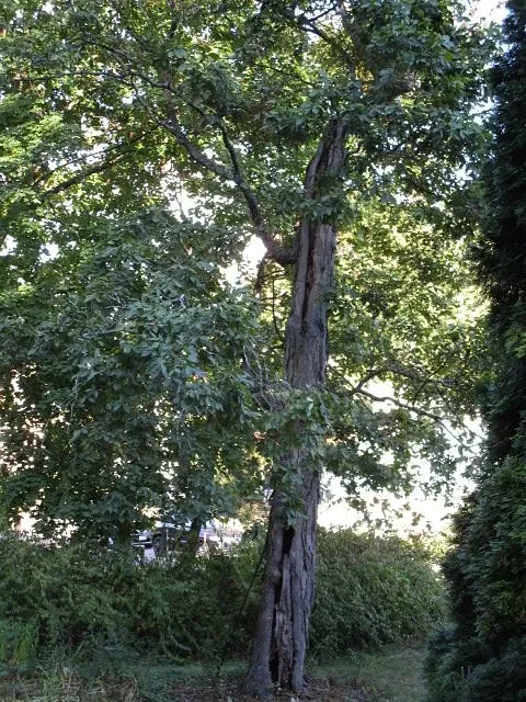 Opinion: The dying hickory tree