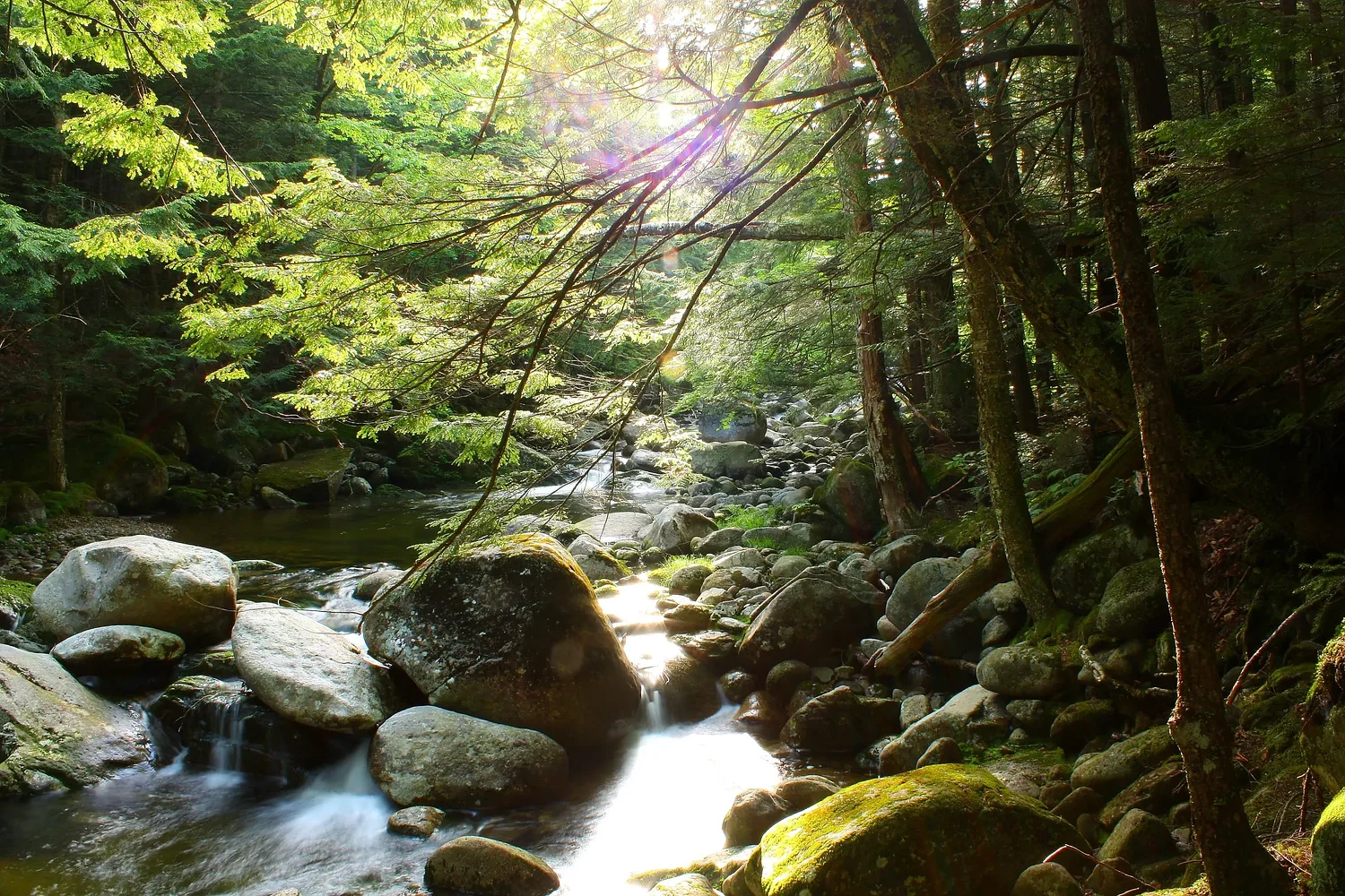 Editorial: Forest Service restructuring threatens vital research