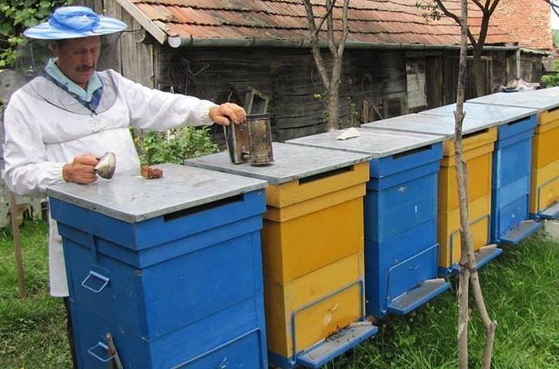 An dezastruos pentru producția de miere. Apicultor din Sibiu: „Cel mai slab an din ultimele patru decenii”