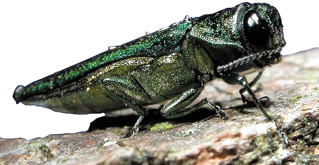 Tree-killing beetles are in Portland. Is Washington next?