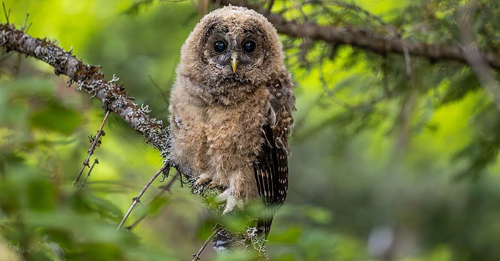 Really good news from spotted owl country