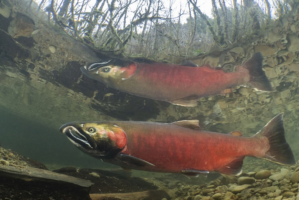 Oregon court invalidates stealth changes to fish passage rules