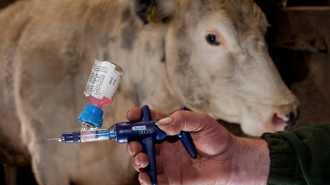 Focar de boală rară la Sibiu: “Bluetongue” confirmată la vaci dintr-o gospodărie din Cisnădie