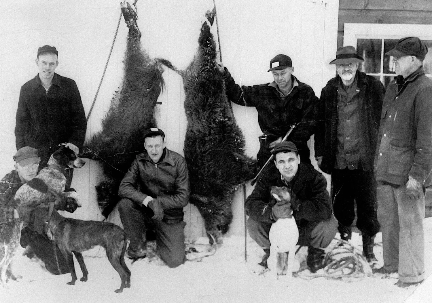 A Look Back: When wild boar slipped away from the game preserve