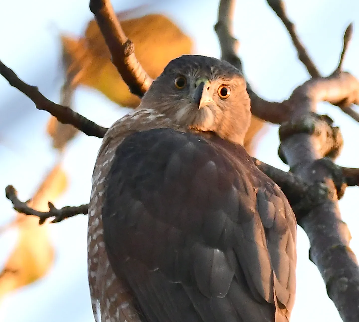 Speaking of Nature: A Cooper’s in the cottonwood: The annual arrival of the immature Cooper’s hawk