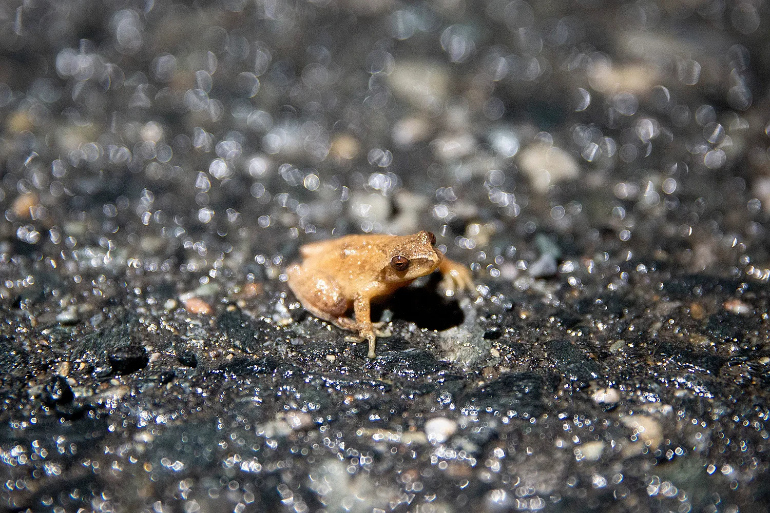Spring migration puts amphibians at risk on active roads