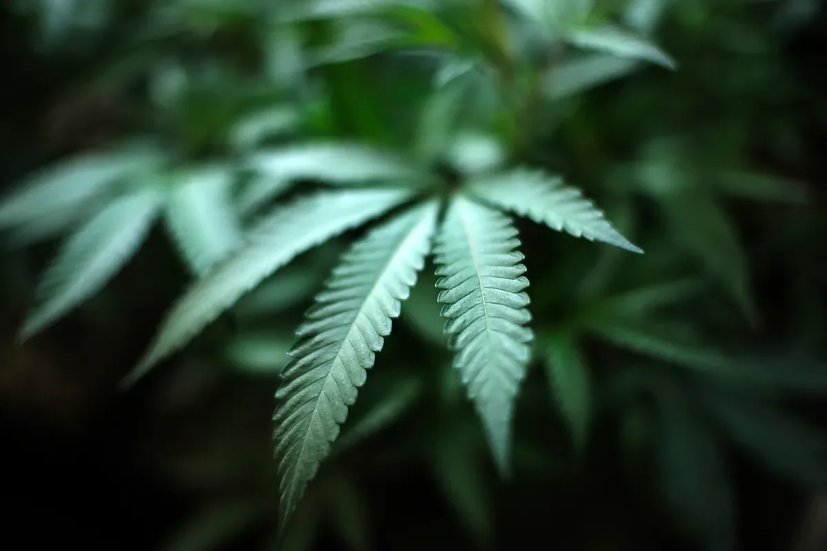 Proposed ballot initiative seeks to repeal Maine’s recreational marijuana sales law