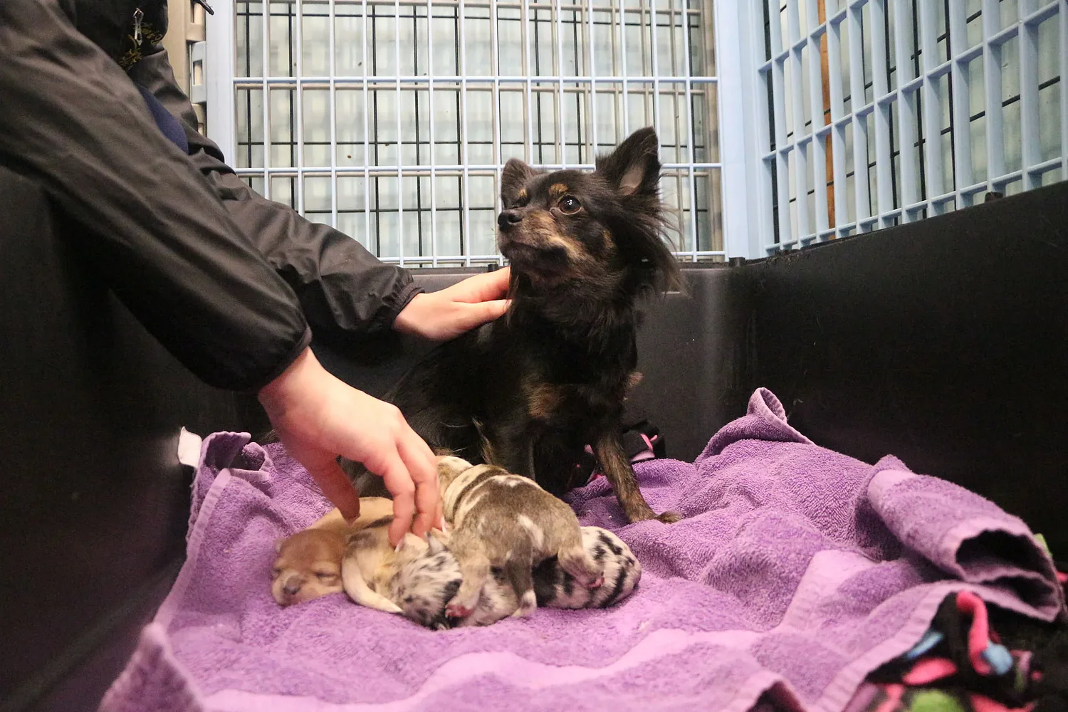 ‘Nobody is at the shelter in the middle of the night’: Foster families continue to take in pregnant animals, plead compassion despite state enforcement