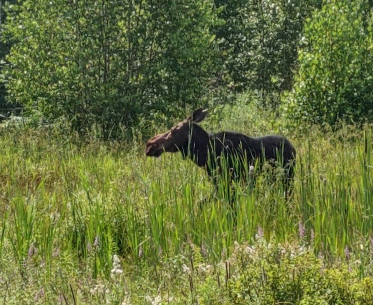 A cow moose and calf showed up at a North Maine Woods checkpoint