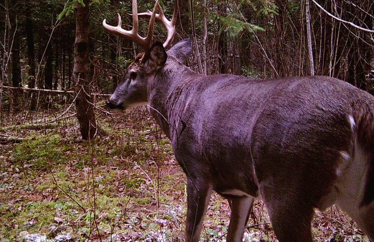 The legendary Maine buck ‘Sneaky Pete’ that outsmarted hunters for years