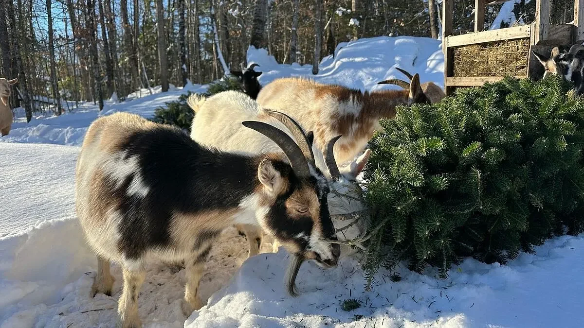These Maine goats are hungry for your Christmas tree