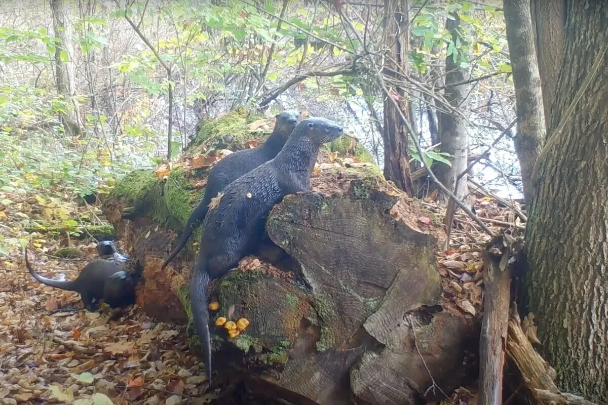 Watch these otters playing in the Maine woods