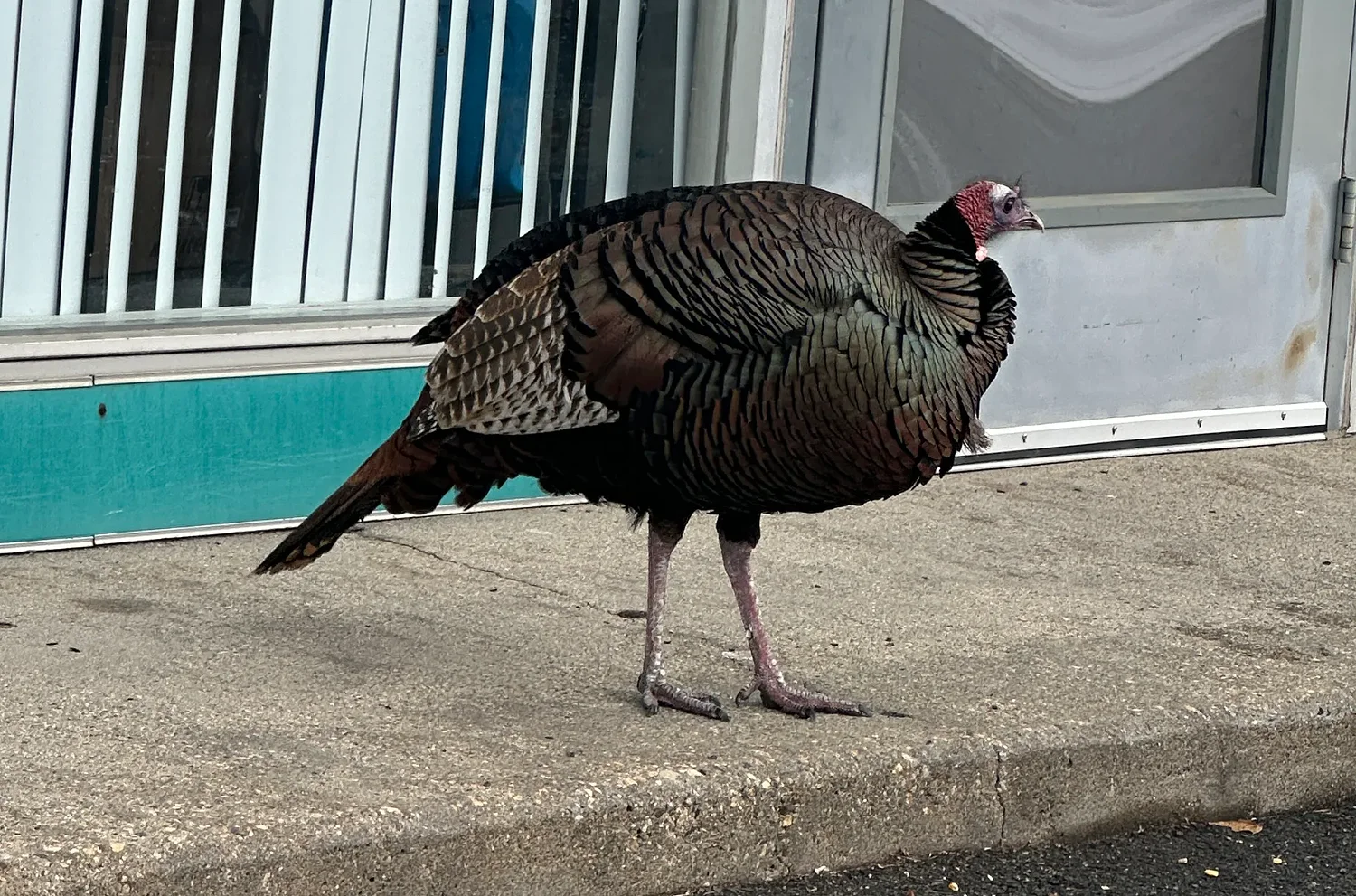 A mistaken act sparks uproar over ‘Sandwich,’ Northampton’s wild turkey