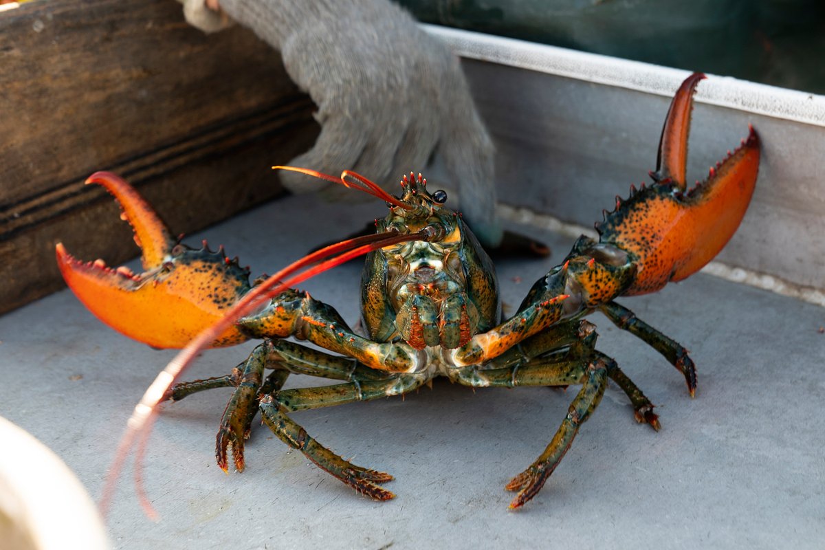Maine's lobster catch dropped for the 4th straight year