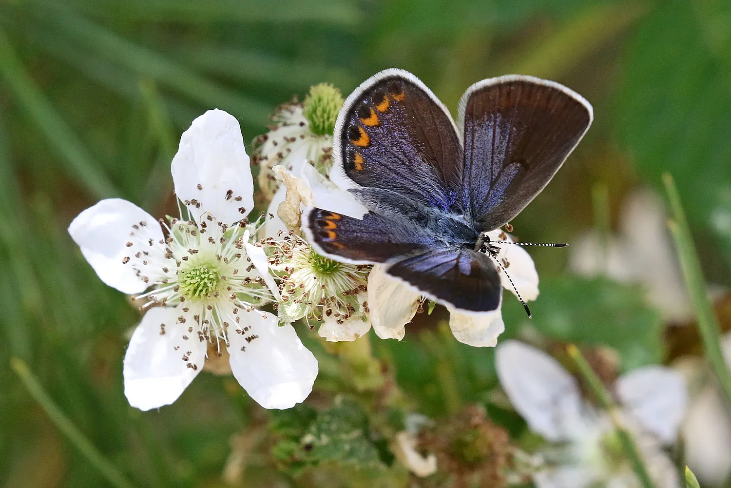 Real estate deal gives a boost to New Hampshire’s imperiled state butterfly