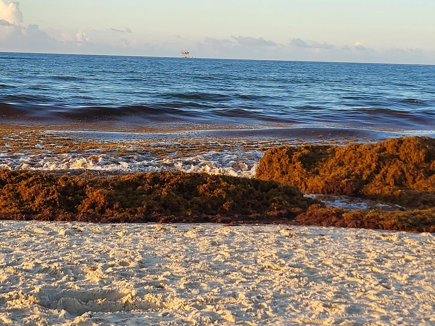 Alabama coast faces record breaking invasion of this smelly lifeform