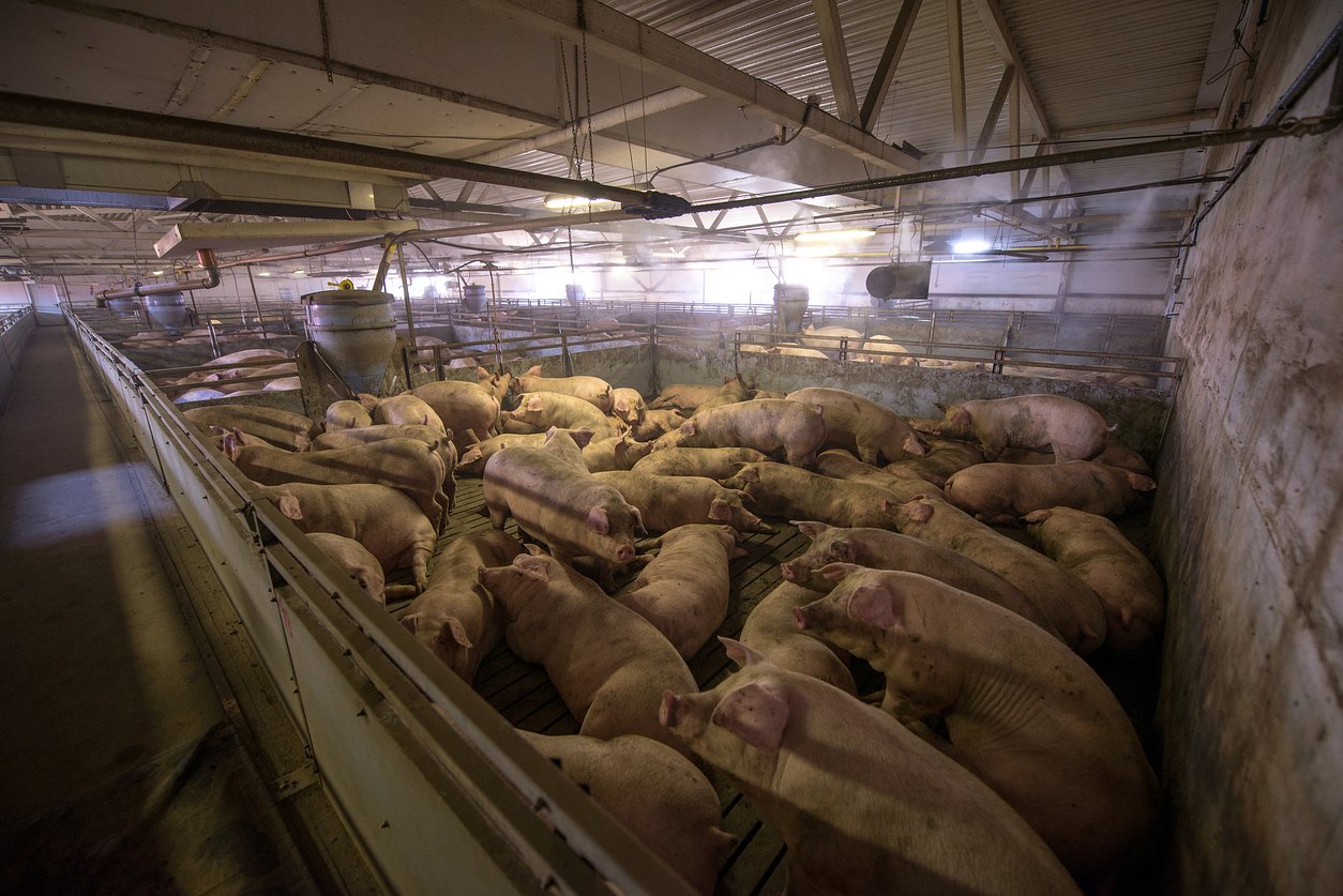 Breathing injustice: How a new scientific tool could help communities oppose industrial animal farming pollution