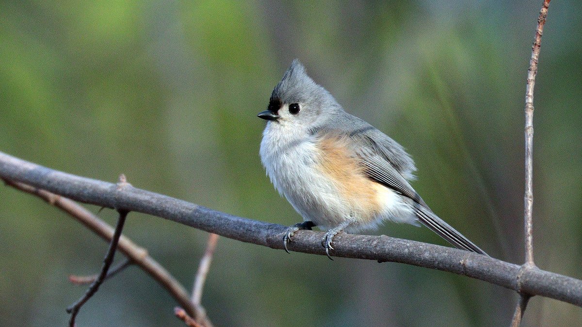 These new birds are changing how spring sounds in Maine