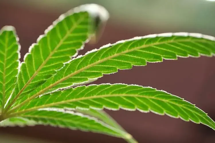 Opinion: Why does 'Live Free or Die' not apply to cannabis policy?