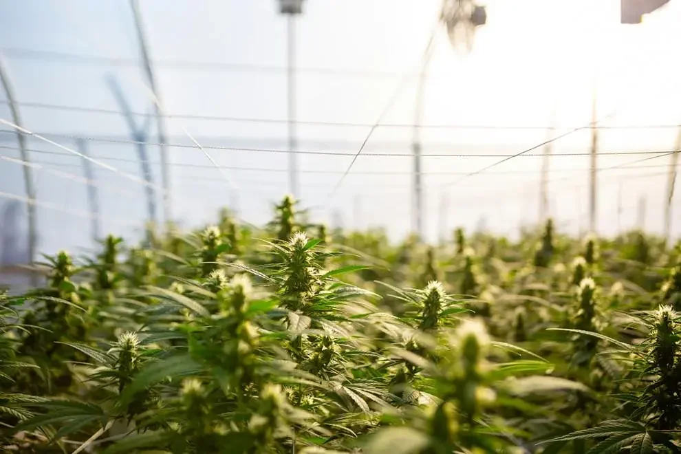 Lawmakers skeptical about rolling back recreational marijuana law