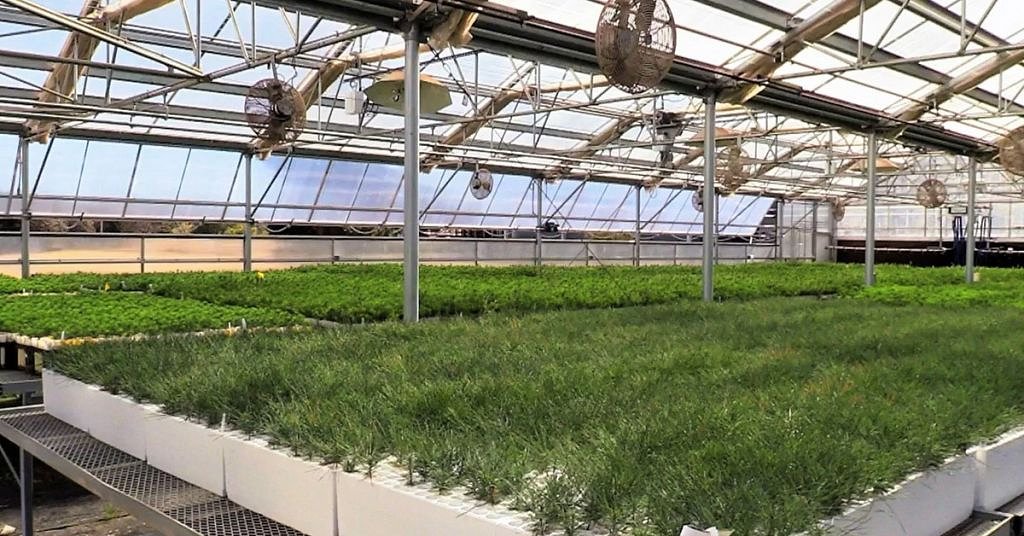 Not enough seedlings, other priorities prevent replanting after wildfires