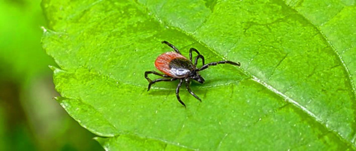 Concord man in serious condition with rare disease caused by tick bite