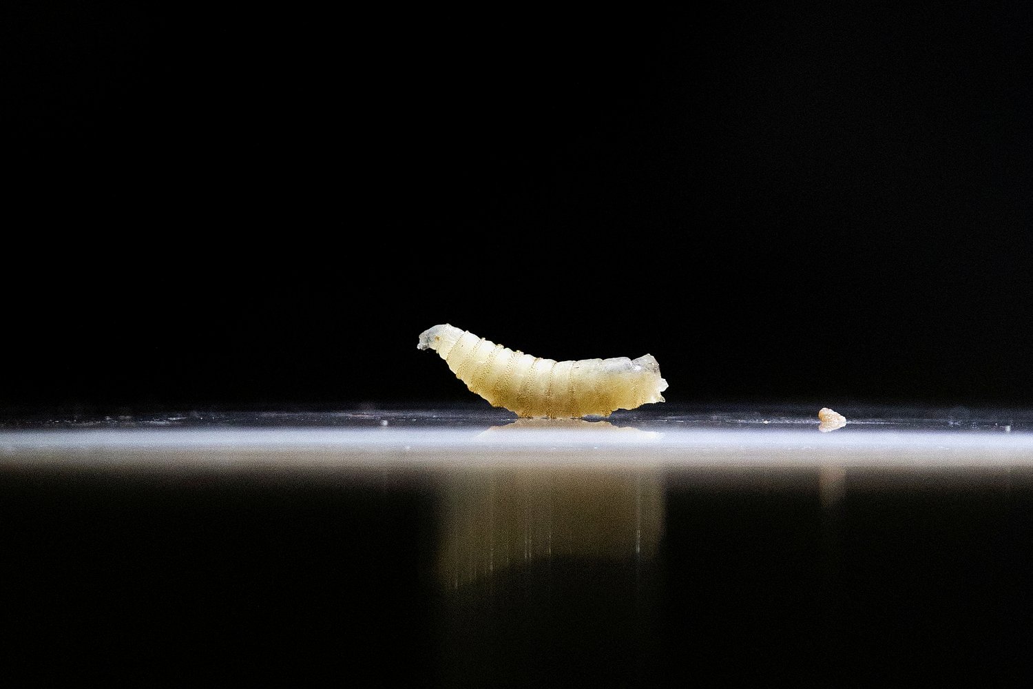 What to know about screwworm in Texas