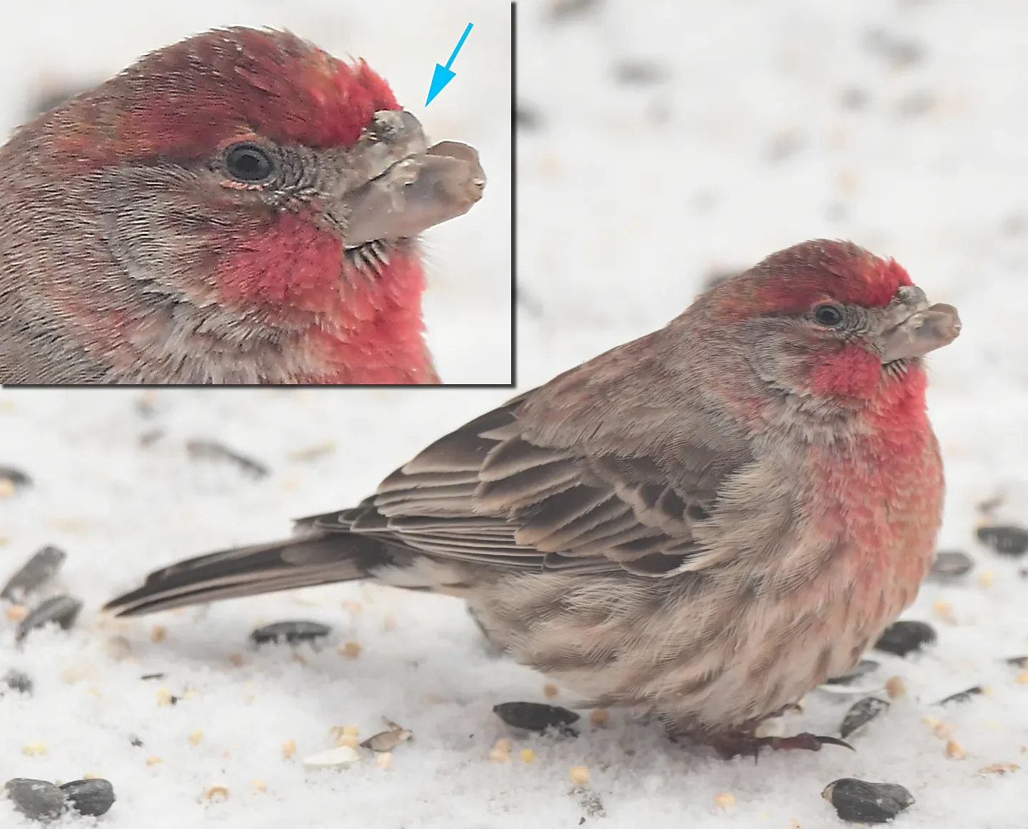 Speaking of Nature: An unfortunate injury, questionable survival: Observations of a house finch missing its beak