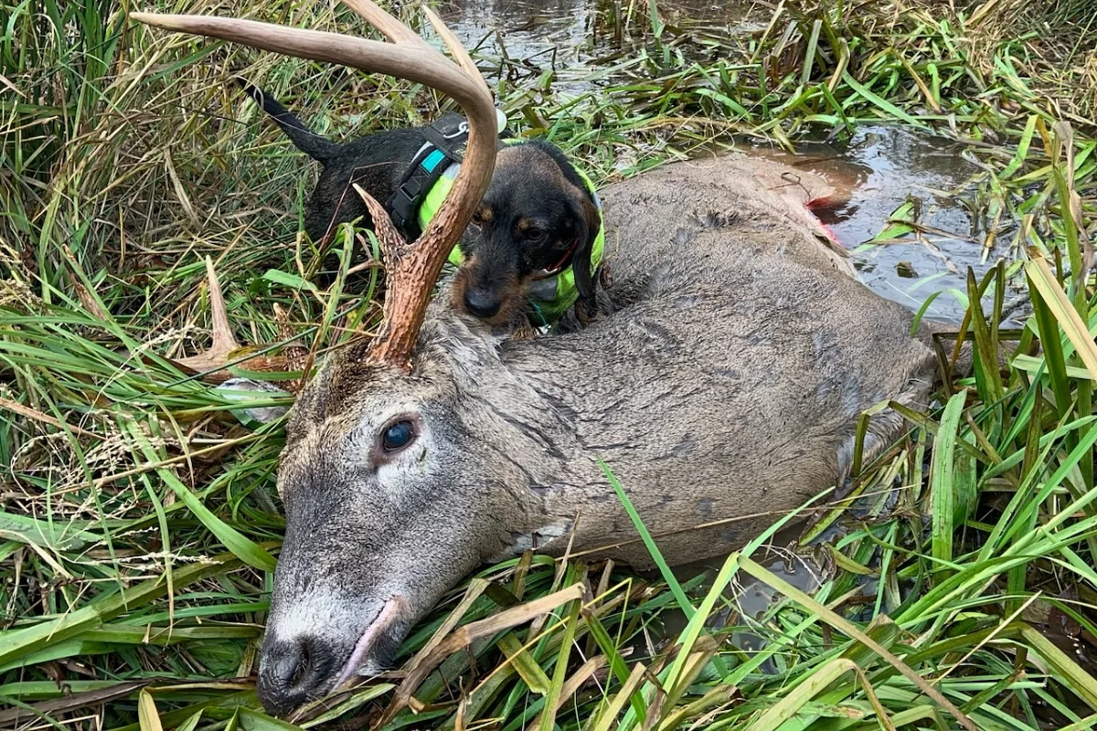 Can’t find the deer you shot in Maine? Here’s what to do.