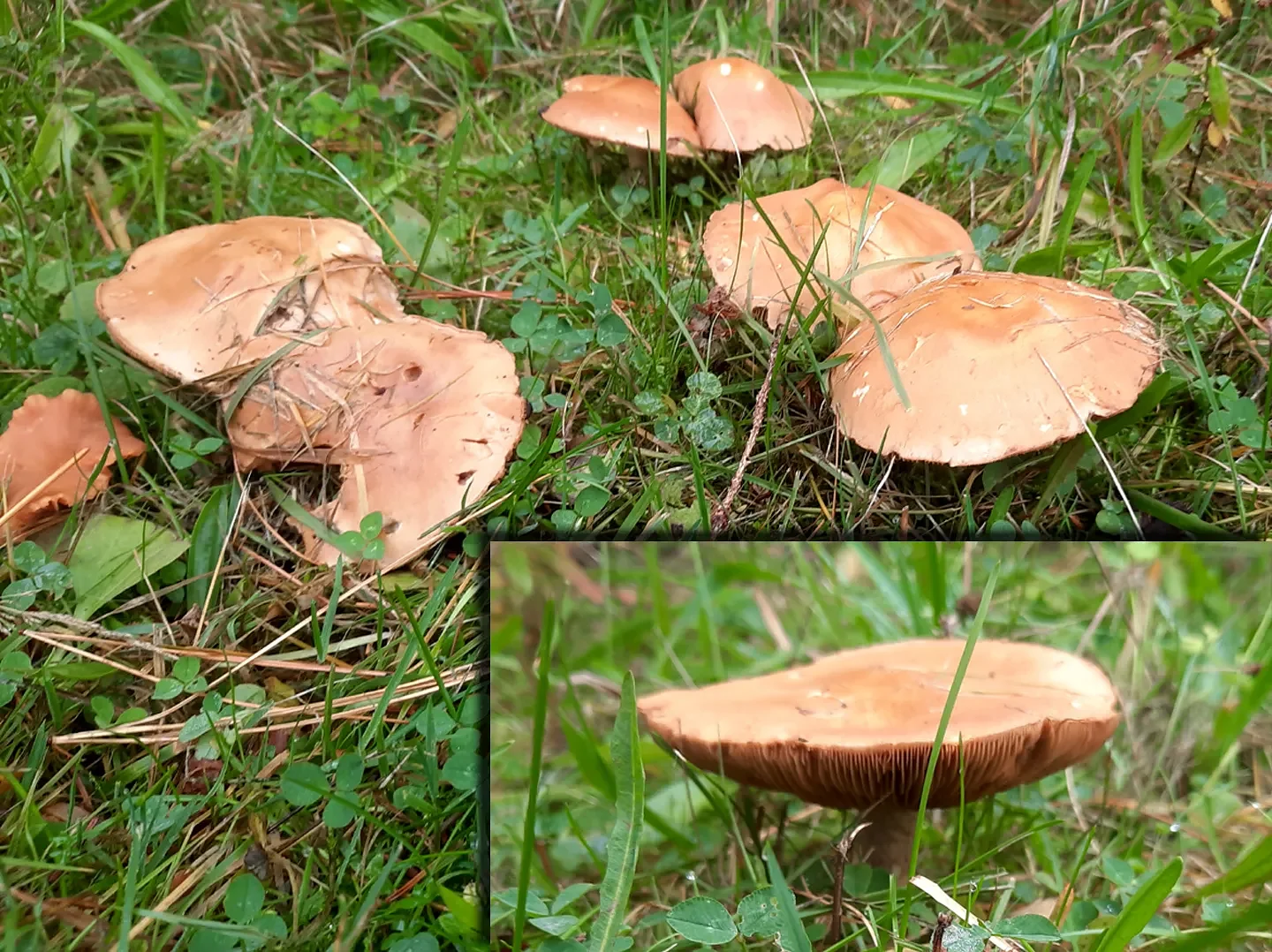 Speaking of Nature: Nature’s magic: Fairy ring mushrooms appear in autumn lawn