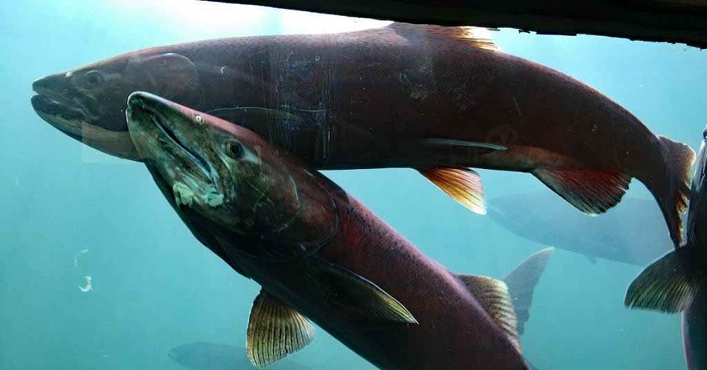 Hatched to be wild: Why Tribes are pursuing a controversial salmon recovery strategy