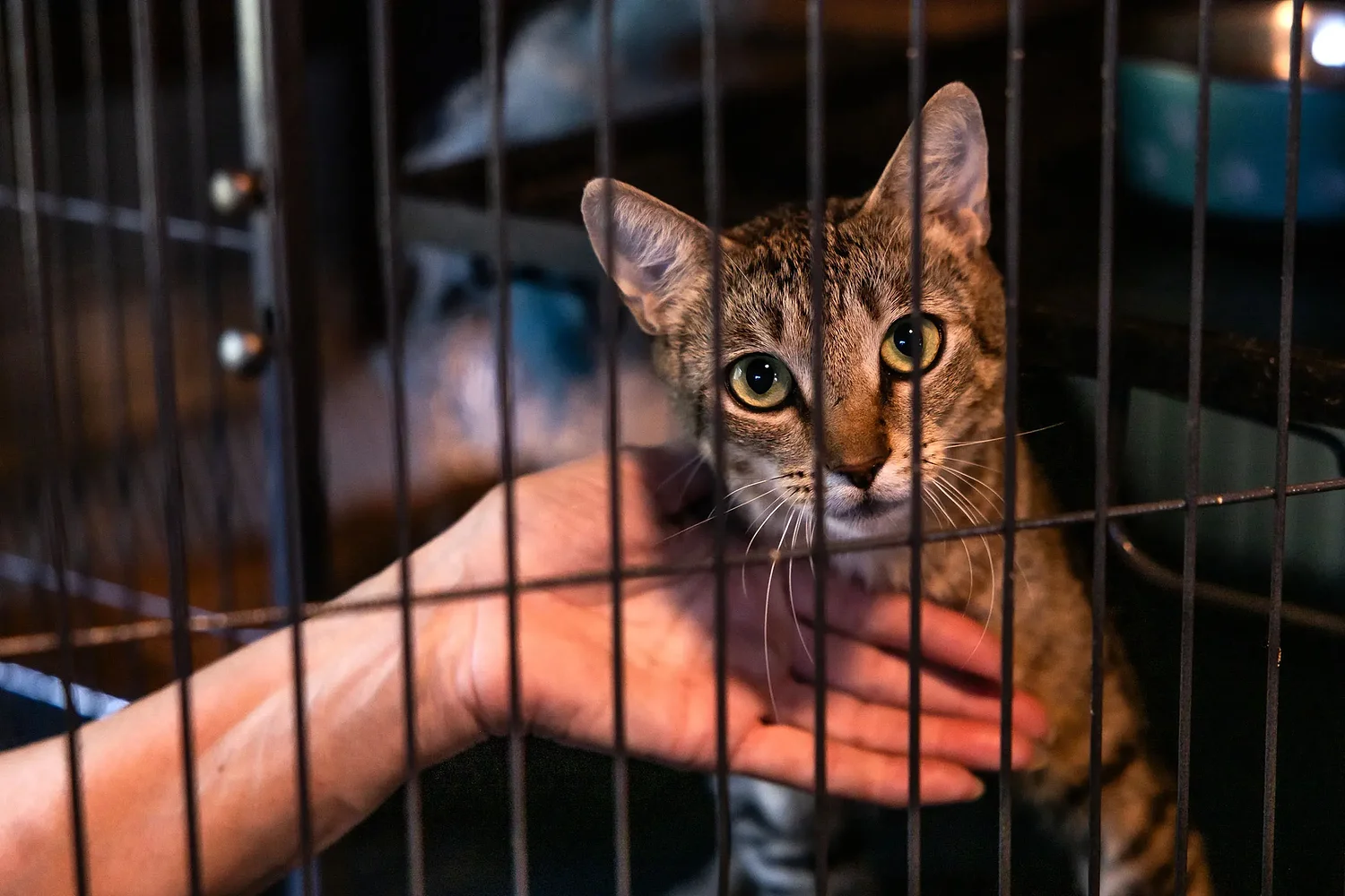 ‘What’s best for the animal’: NH claws back foster care, shelters warn of danger to mothers and newborns