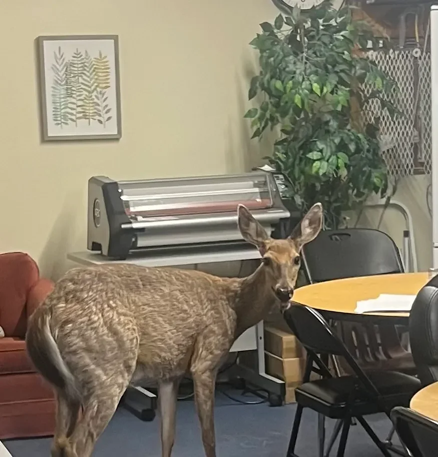 Mount Lebanon school goes into lockdown after deer breaks in
