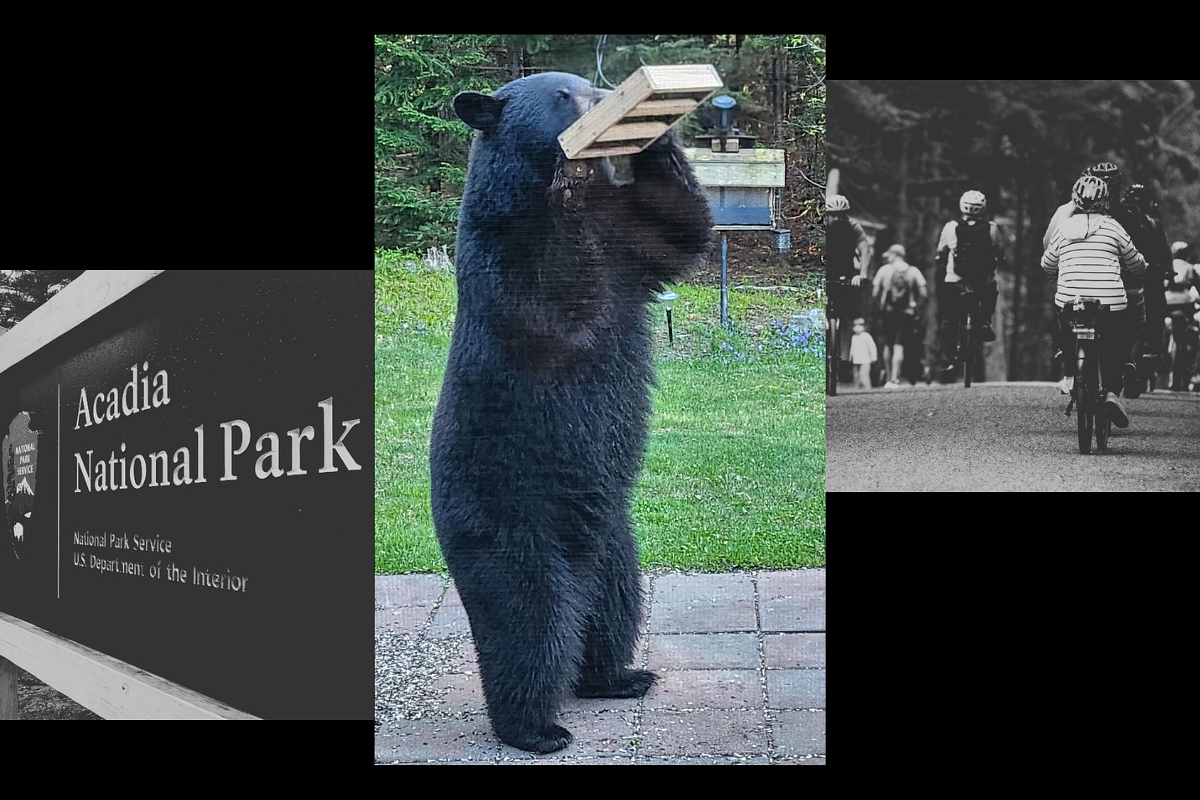 Bears in Acadia — not tourists — are what MDI residents are talking about this spring