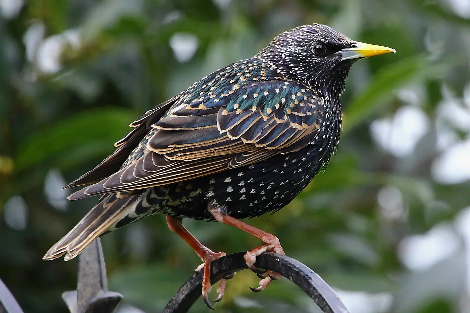 My Turn: Starlings, sparrows and the ancient struggle for survival