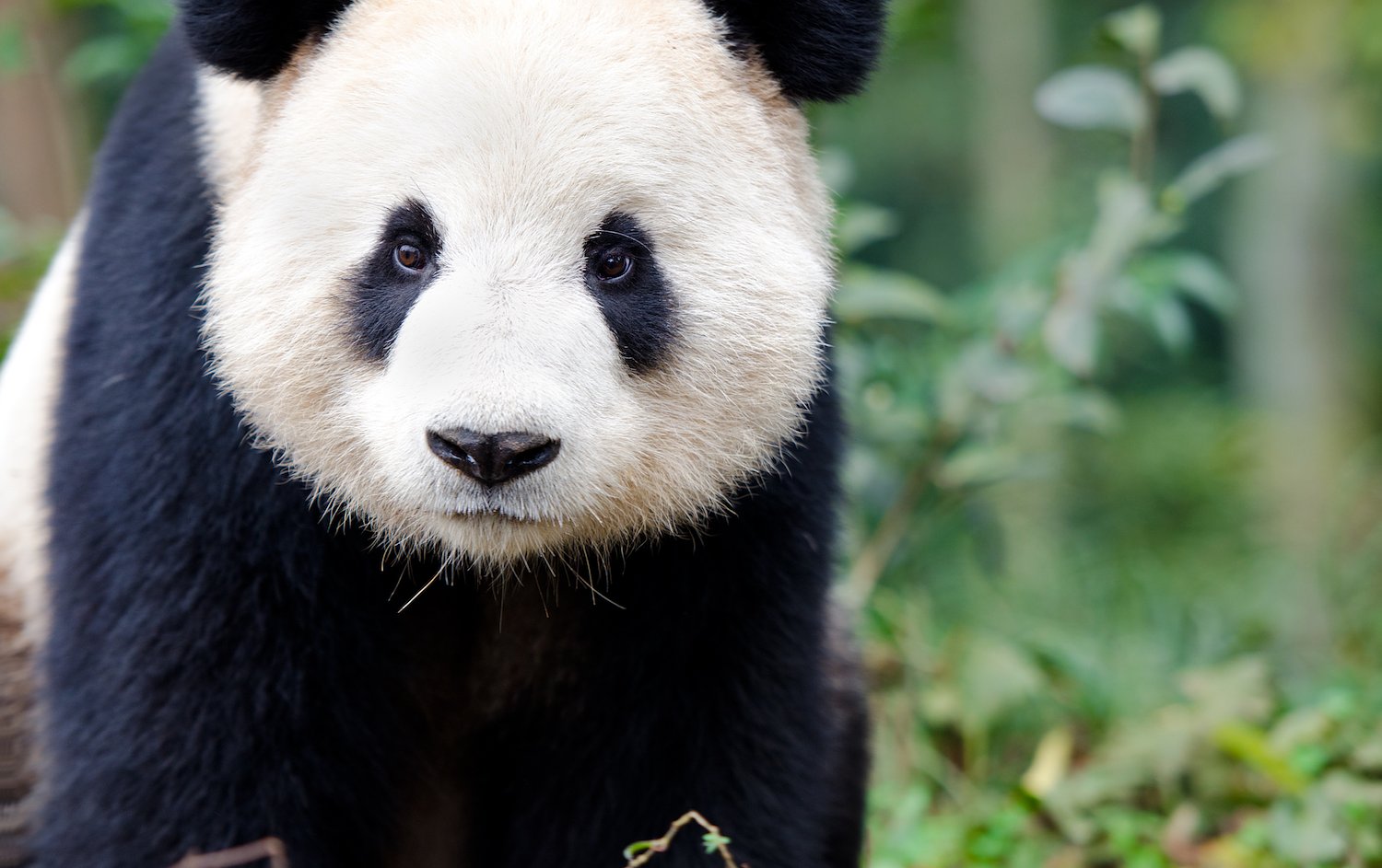 The Animal of the Day: The Pretty Panda.